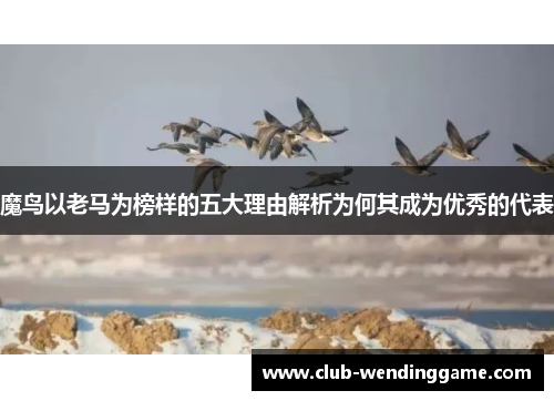 魔鸟以老马为榜样的五大理由解析为何其成为优秀的代表